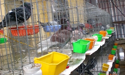 Chuồng trại nuôi chim sạch sẽ, hợp vệ sinh.